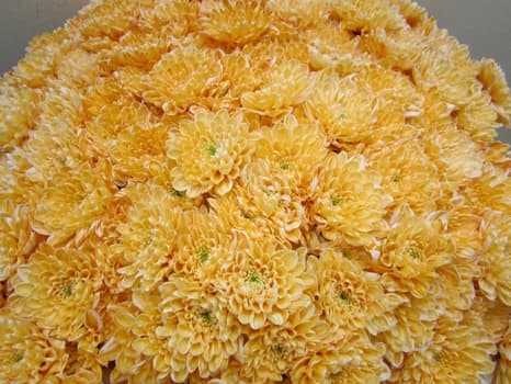 Gelbe Chrysanthemen - leuchtende Farben fuer Sommerhochzeiten und Events