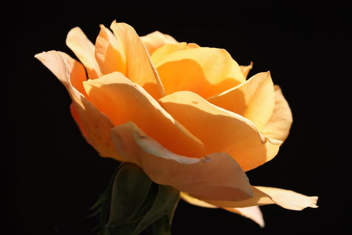 Rosen pflegen - Tipps vom Münchner Floristen