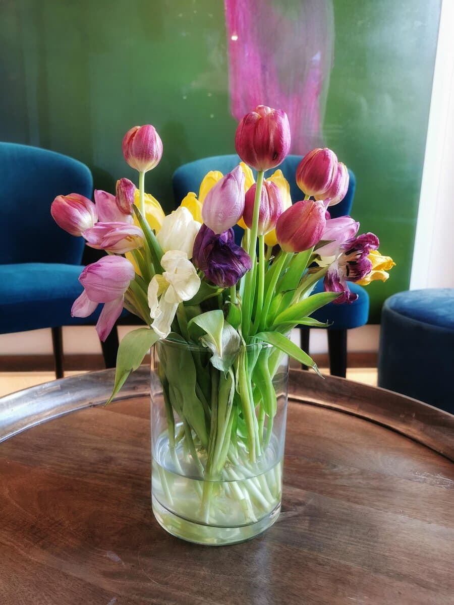 Tulpen pflegen - Tipps vom Münchner Floristen