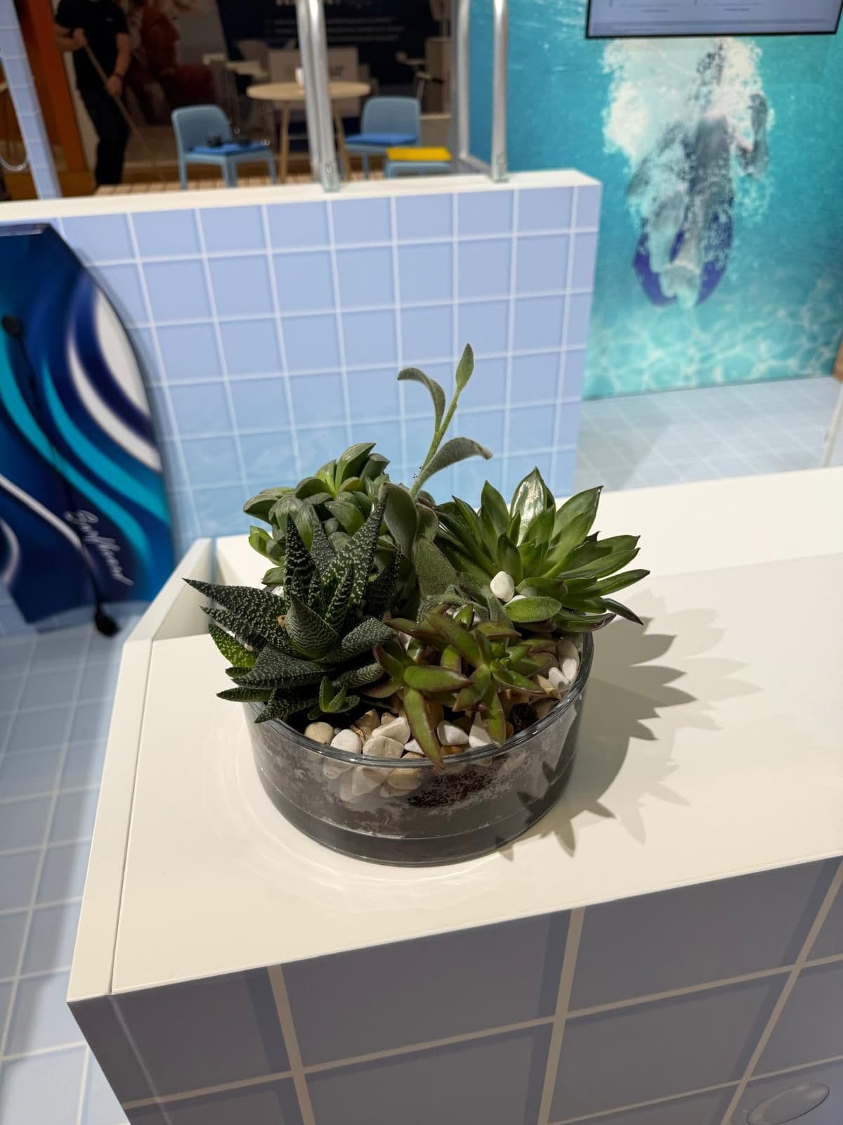 Sukkulenten in einer Glasschale auf einem Pfizer-Messestand im Schwimmbad-Design